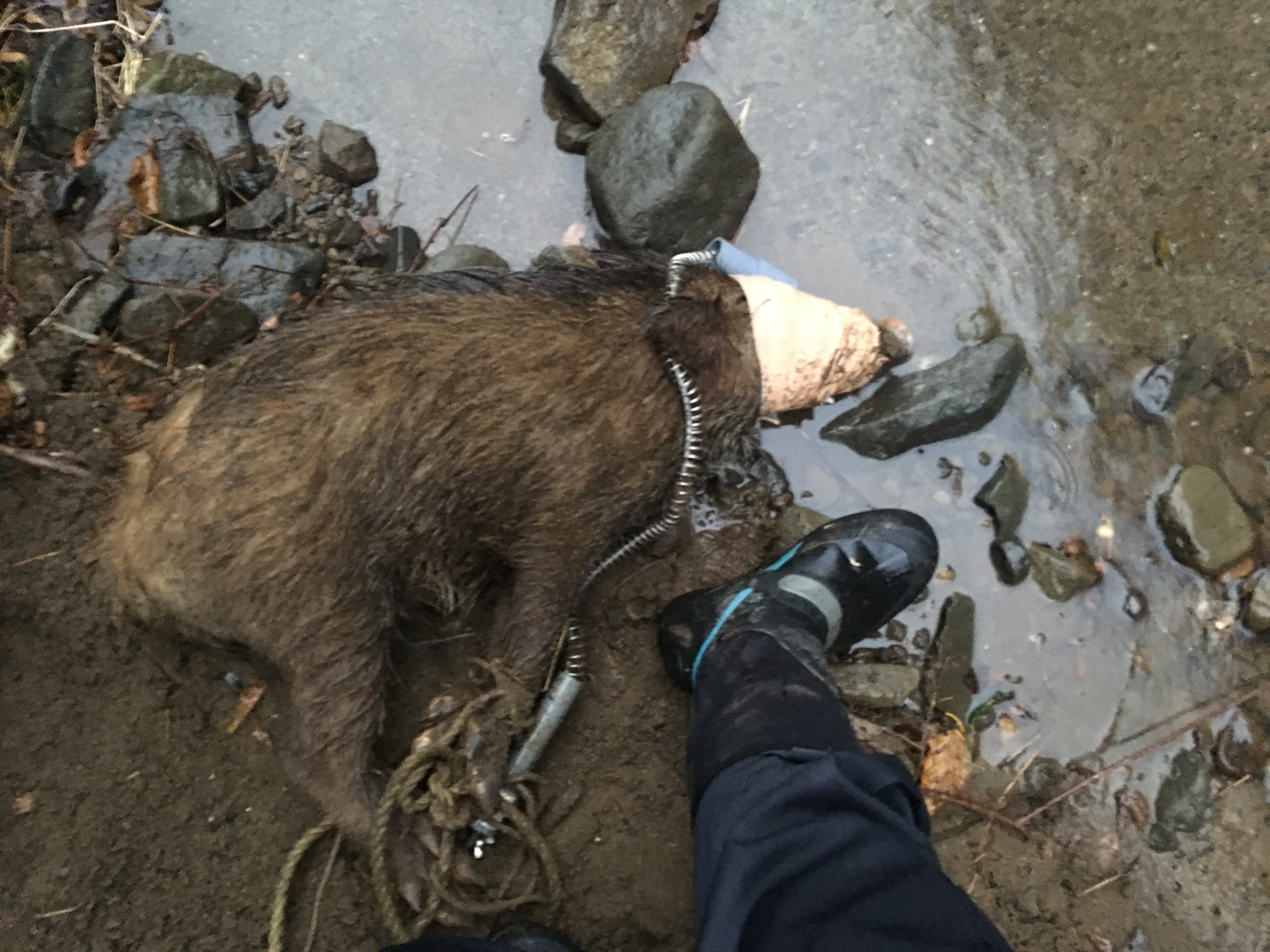 イノシシを初生け捕り 齊藤 美装